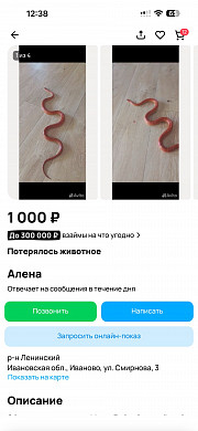 В Иванове из террариума сбежала змея Белла